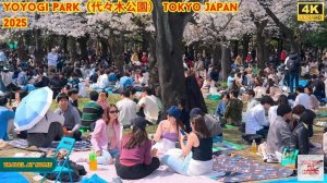 4K HDR Japan travel 2025 ｜ Cherry blossoms in Yoyogi Park（代々木公園）Tokyo  ｜  Best sakura viewing place