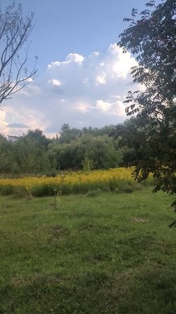 Луг в солнечный день
