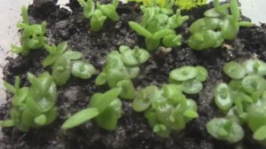 Как я выращивала делосперму.