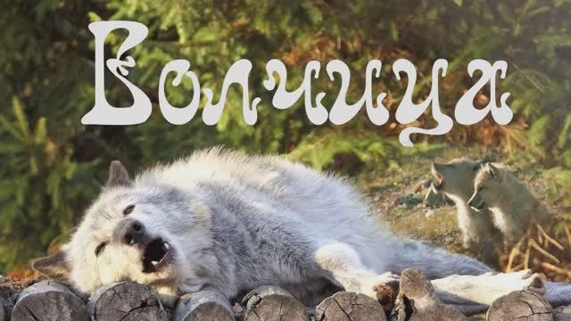 Волчица