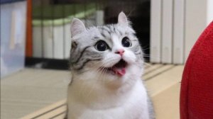 Получил гранаты в мёртвом лесе к сожелению без володара