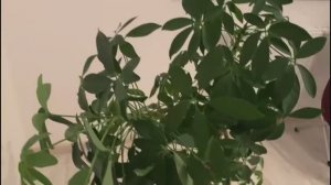 Шеффлера. Полная инструкция по покупке и выращиванию