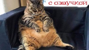 Приколы с котами! - С ОЗВУЧКОЙ! Самые смешные животные! СМЕШНЫЕ КОТЫ! ДО СЛЁЗ!