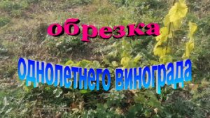 Обрезка однолетнего винограда. Вызревание лозы