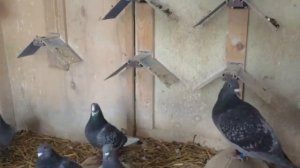 Спортивные голуби