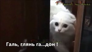 Говорящие коты.Приколы с котами и кошками 2018.Смешные коты. (Внимание 18+)