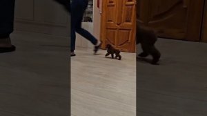 Той пудель Джентли Борн Прайм Тайм