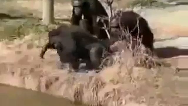 Маленький заподлист! funny monkeys Юмор! Прикол! Смех