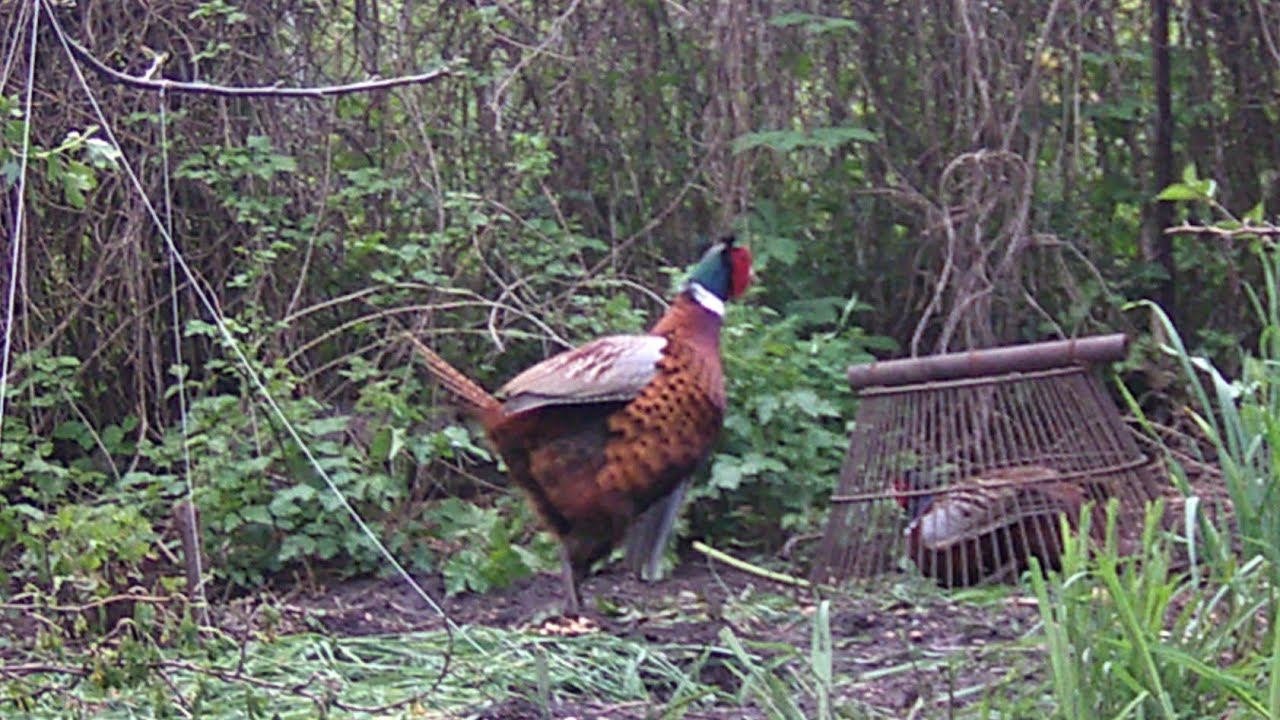 ПЕТУШИНЫЕ БОИ