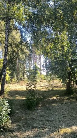 В глубине парка