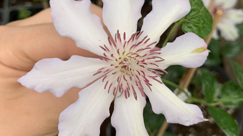 🌸 Клематис Сноу Квин крупноцветковый (2) 🌸
Clematis Snow Queen / Клематис Снежная королева