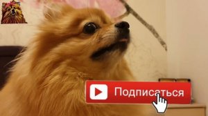 ||ЛЮТЫЕ МЕМЫ И ПРИКОЛЫ КОРОЛЬ ЛЕВ||