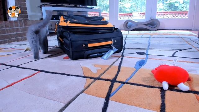 33 КОТЁНКА - СМЕШНЫЕ КОТЫ КОТЁНОК ИГРАЕТ | ПУШИСТЫЙ ШПИОН