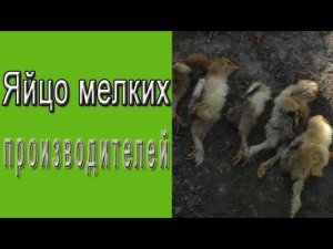 Инкубационное яйцо мелких производителей.  Что вас ждет?