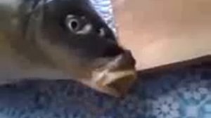 ☢  Не режь меня рыба говорит Выполню три желания Do not cut me says the fish