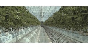 Открытие_тепличного_комплекса_Родина_13_июля_2018_года