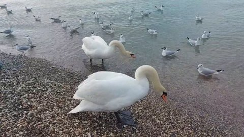 Необычное явление - лебеди на море. Кормим птиц.