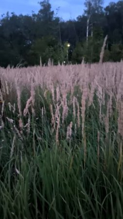Травы на лугу вечером