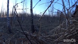Охота на тетерева в Черепановском районе Новосибирской области
