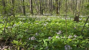 Пение птиц в лесу