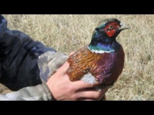 МОЩНАЯ ЛОВУШКА НА ЛЮБОГО ЗВЕРЯ