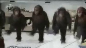 Обезьяны танцуют лезгинку