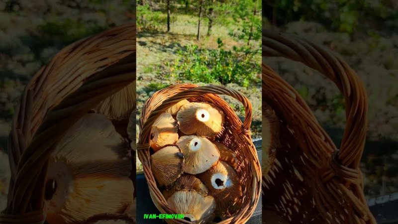 Груздь на корню сохнет.
