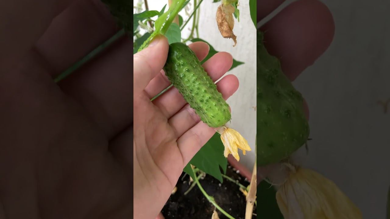 Спасибо #огороднабалконе смотреть онлайн