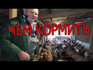 Кормление птицы | ПРИНЦИП КОРМЛЕНИЯ кур
