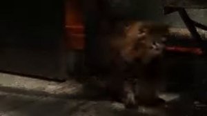 C ESMOKE Bad mojo СПК ("Слово Палитра Код") издание