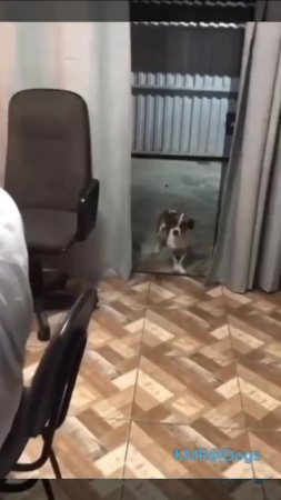 Под хорошую музыку так и тянет в пляс 🔉🕺😁 ( видео про собак )