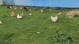 Вдоль по хутору...