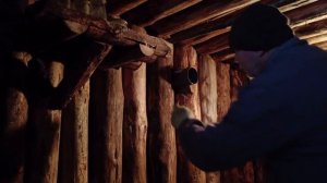 Дикий кабан живёт с человеком в лесу и охраняет его жилище | бушкрафт | Bushcraft.