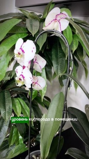 Топ-5 растений для крепкого сна #сад #дача #рассада #огород #комнатныерастения
