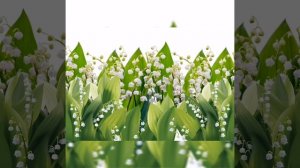Цветущий май 🌿