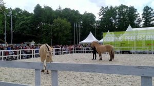 Нина Принц, мастер-класс: разговор с лошадью и работа с ней без вспомогательных средств