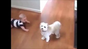 видео про собак для детей смотреть бесплатно. В Мире Детей!