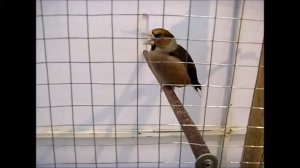 Выставка птиц