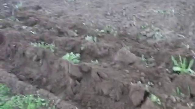 Лебёдка + плуг = пашем огород