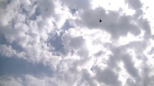 Голуби г. Помошная Кировоградская область.....