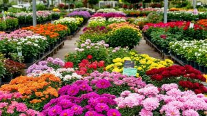 Обзор цен в садовым центре🌲🌺🌹☝️/Погода преподносит сюрпризы😥🥶🥶