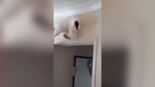Я СМЕЯЛАСЬ ДО СЛЕЗ 😹 САМЫЕ СМЕШНЫЕ КОШКИ И СОБАКИ | СМЕШНЫЕ ЖИВОТНЫЕ 2023 😹 ЛУЧШИЕ ШУТКИ №11