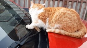 Кот у Юльки машину отжал 👌😃