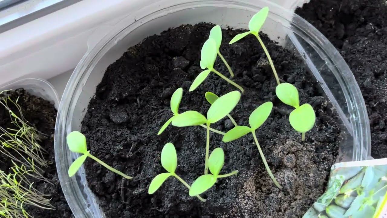 Огород на балконе-сажаю новые семена/нашла ароматы городов/делаем травянички/коврик KAMA/самокат смотреть онлайн