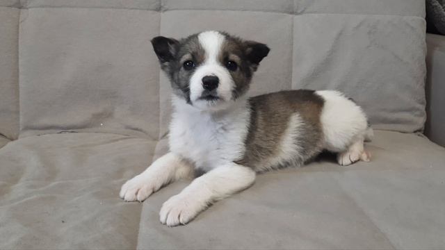 МИЛЫЙ МАЛЕНЬКИЙ ЩЕНОК  