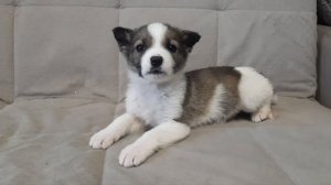 💜💚💕МИЛЫЙ МАЛЕНЬКИЙ ЩЕНОК 🐕 🐕🦺