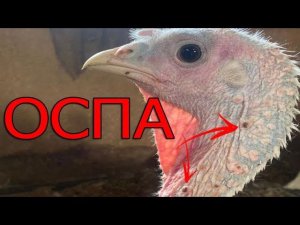 Ревакцинация оспы индюков | Профилактика оспы птиц