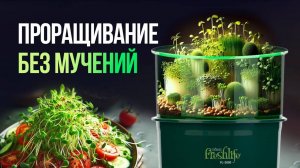 Проращивание без мучений. Как вырастить зелень дома без заморочек? Игорь расскажет:)