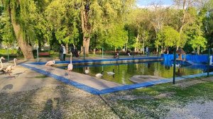 Лебеди и фламинго