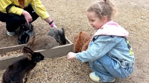 Ферма альпак  в Горячем Ключе